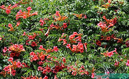 Campsis - uma magnífica cascata de flores e vegetação