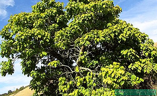 Catalpa - een boom met groot en dicht gebladerte