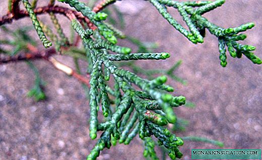 Cypress - en kraftig eviggrønn hundreårsmann