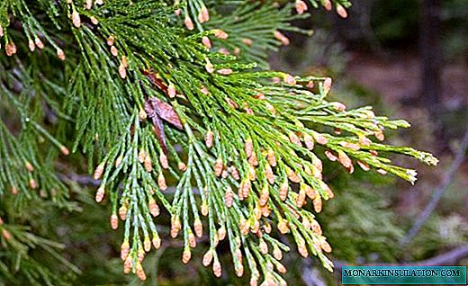 Cypress - árvore perfumada no jardim e em casa