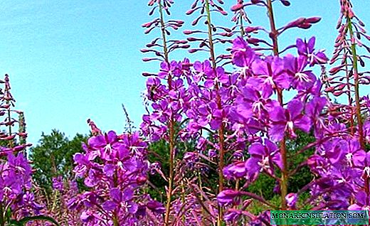 Fireweed - a medicinal herb with a wonderful aroma