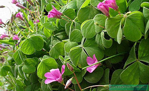 Kislitsa - clover with colorful leaves