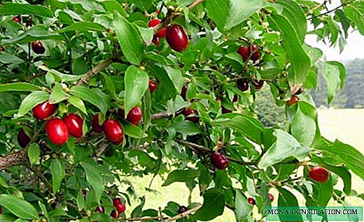 Dogwood - a useful shaytanova berry