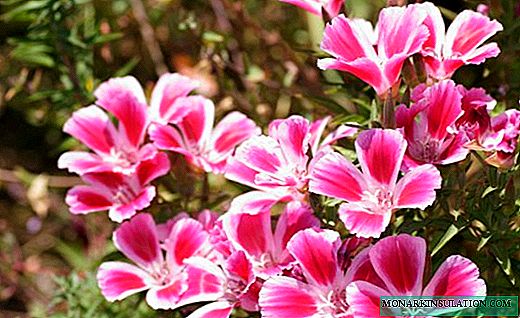 Clarkia - tapete de flor de Sakura