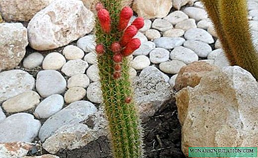 Kleistocactus - columnas esponjosas con flores