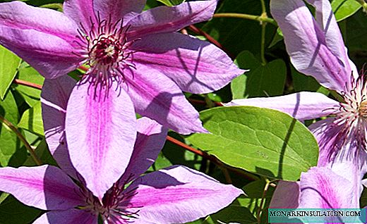 Clematis - a fountain of bright colors and aromas