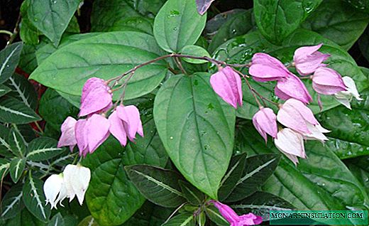 Clerodendrum - flexible shoots with amazing colors