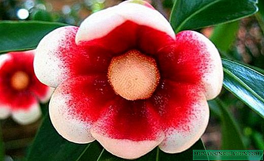 Clusius - Khách hoa nhiệt đới