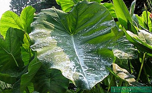 Colocasia is a giant edible beauty