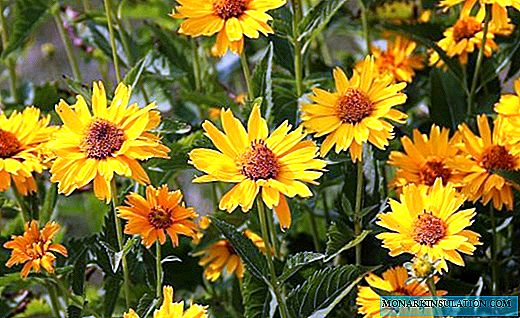 Coreopsis - multi-colored mini sunflowers