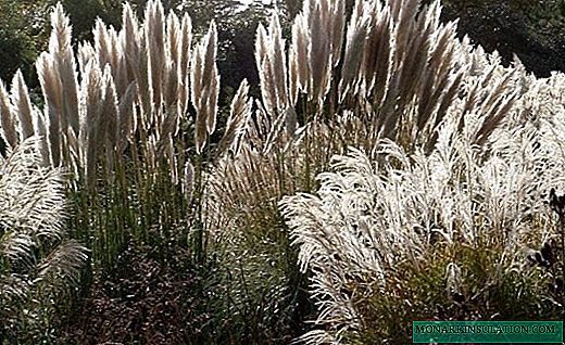 Cortaderia - exuberantes panículas de hierba de pampa
