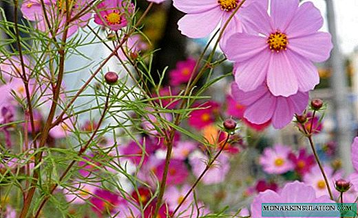 Cosmea - delicate lace of a Mexican aster
