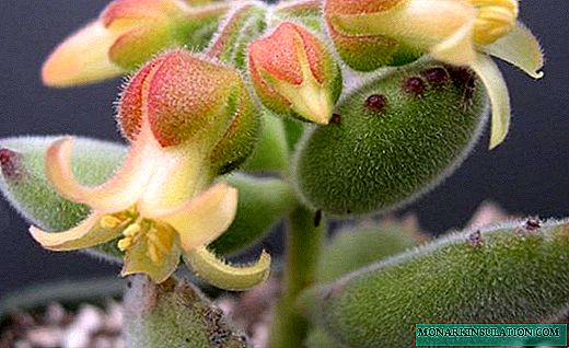 Cotiledón - elegante floración suculenta con hojas decorativas