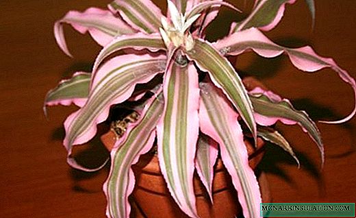 Cryptanthus - raznolike zvezde