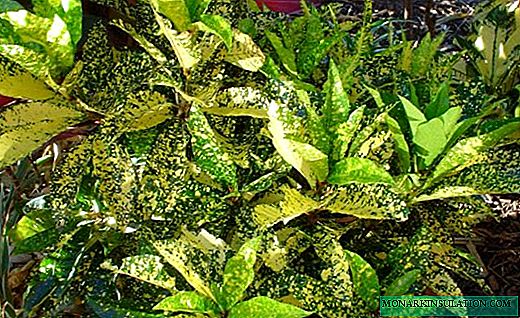 Croton - une belle euphorbe aux feuilles brillantes