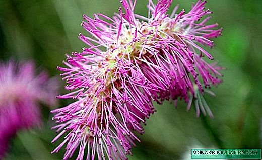 Bloody Chowder - bellissimi fiori e radici curative