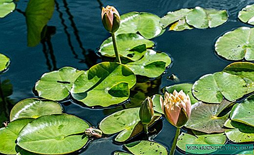 Vandens lelija - subtili gėlė ant vandens