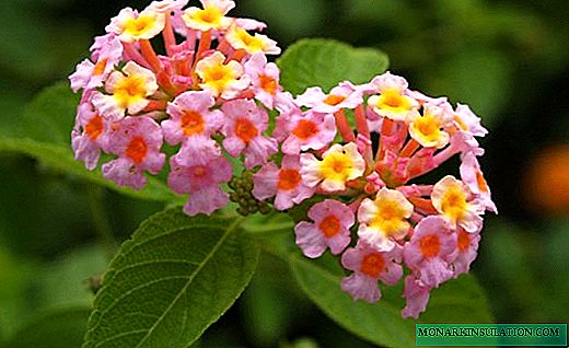Lantana - slunná a proměnlivá květina