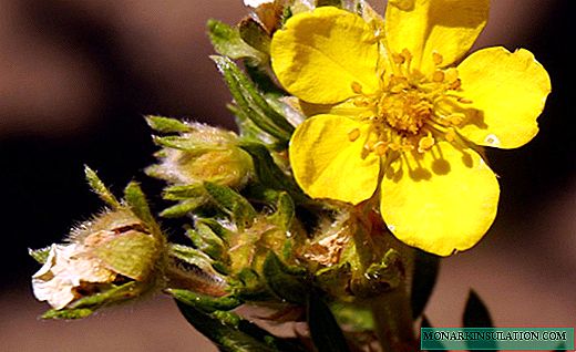 Bloodroot - léčivá bylina s jemnými květinami