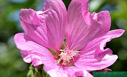 Lavatera - abundante floración de una rosa silvestre