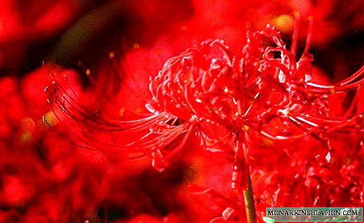 Likoris - une fleur exquise de l'est