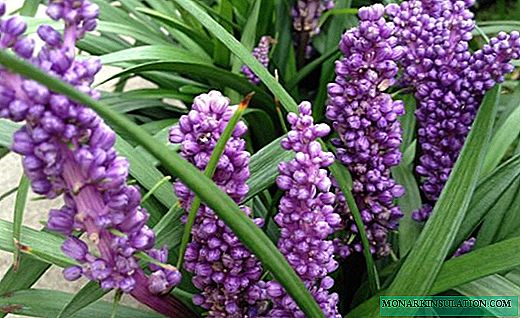 Liriope - beautiful flowers for the garden and room