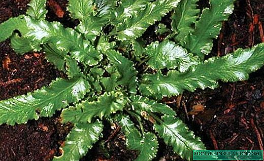 Leaflet - a beautiful garden fern