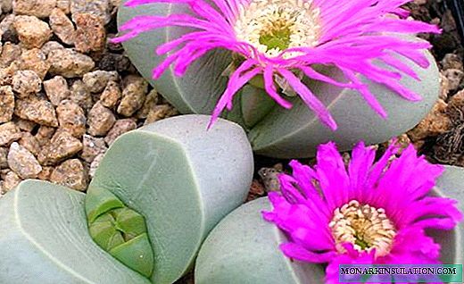 Lithops - living stones or a wonderful miracle of nature
