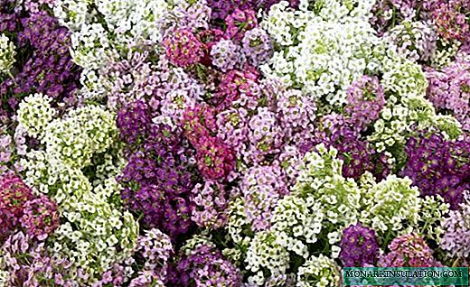 Lobularia - renkli çiçekli bulut