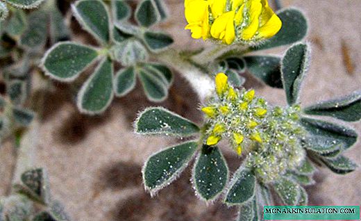 アルファルファ-繊細な花を持つ汎用性の高い草