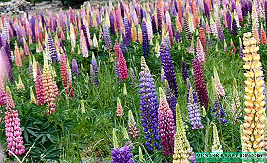Lupine - bright candles for the garden