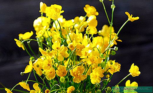 Buttercup - pesona bunga halus