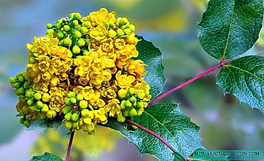 Holly Magonia - um belo arbusto com frutas medicinais