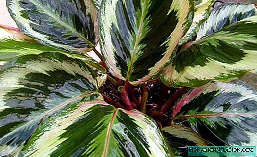 Maranta - leaves with amazing coloring