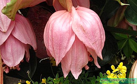 Medinilla - aglomerados cor de rosa sob uma vegetação luxuriante