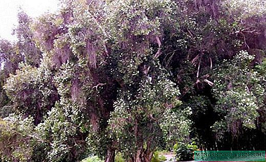 Melaleuka - árvore do chá e curandeiro perfumado