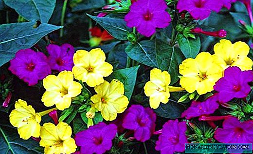 Мирабилис - мирисно цвеће ноћне лепотице
