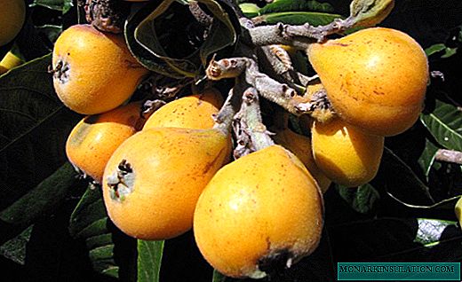 Medlar - a tree with fragrant berries