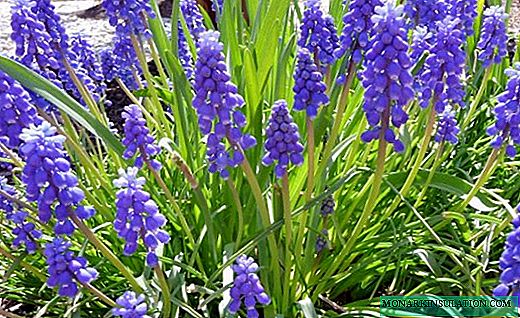 Muscari - clusters of spring flowers
