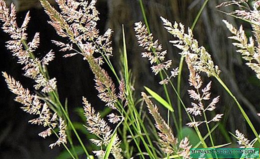 ब्लूग्रास घास का मैदान - एक सुंदर पन्ना कालीन