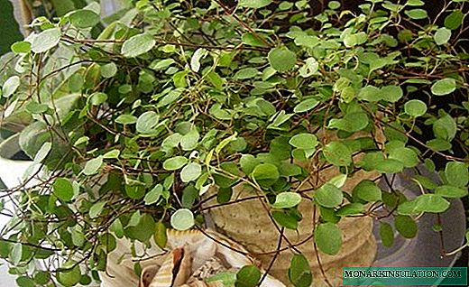 Mulenbekia - liane lumineuse avec des feuilles de perles