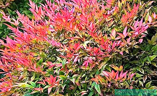 Nandina - neverjetni rožnati grmi