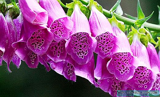 Digitalis - bright candles and delicate bells