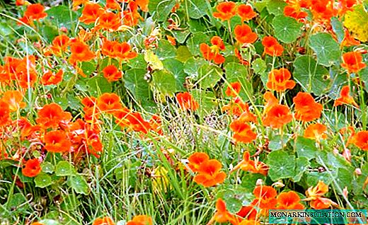 Nasturtium - södra blommande liana