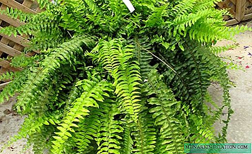 Nephrolepis - smaragd openwork fern