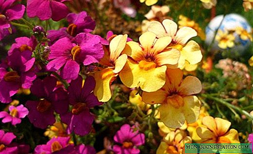 ネメシア-熱いアフリカの開花茂み