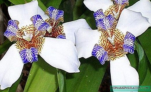 Neomarika - hjem iris med delikate blomster