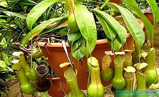 Nepentes - una pianta predatrice esotica
