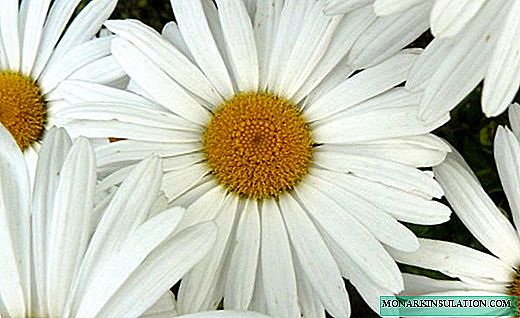 Leucanthemum - snow-white garden daisy