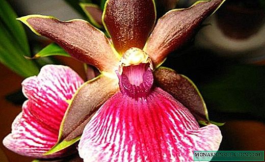 Orquídea zygopetalum con abundante floración
